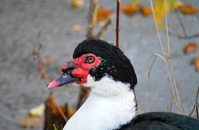 Biologiczne znaczenie nasion moringi w ekosystemach tropikalnych